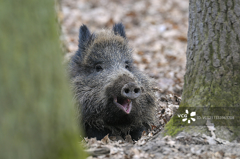 冬天德国黑森，野猪在树间图片素材