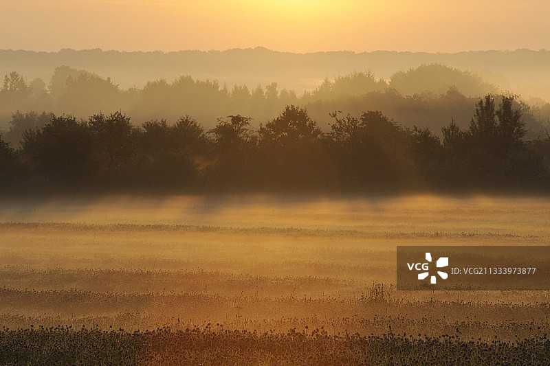 潮湿草地上日出时的晨雾图片素材