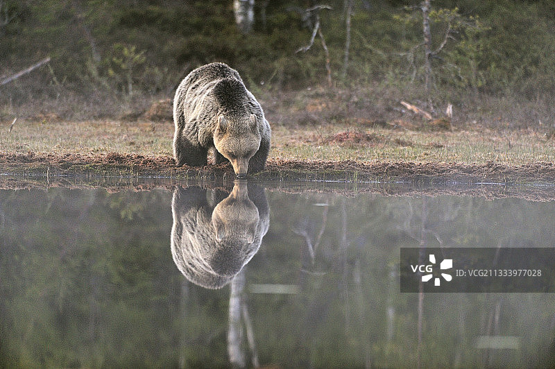 棕熊喝马丁塞尔科宁芬兰图片素材