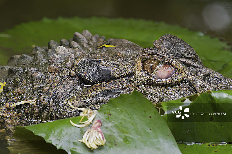 南美水上的眼镜凯门鳄的肖像图片素材