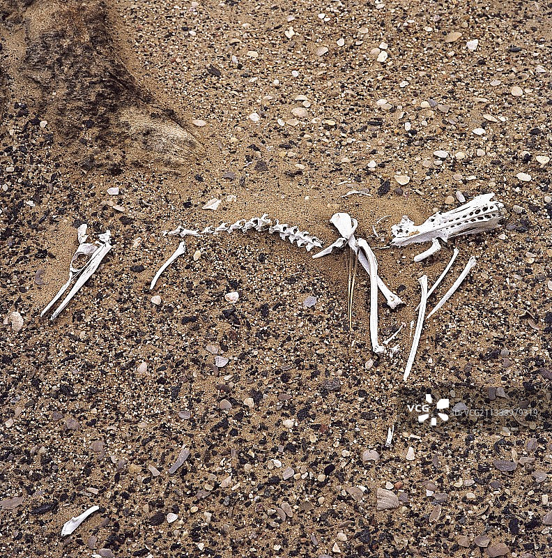 鸬鹚骨架骨架纳米比亚海岸图片素材