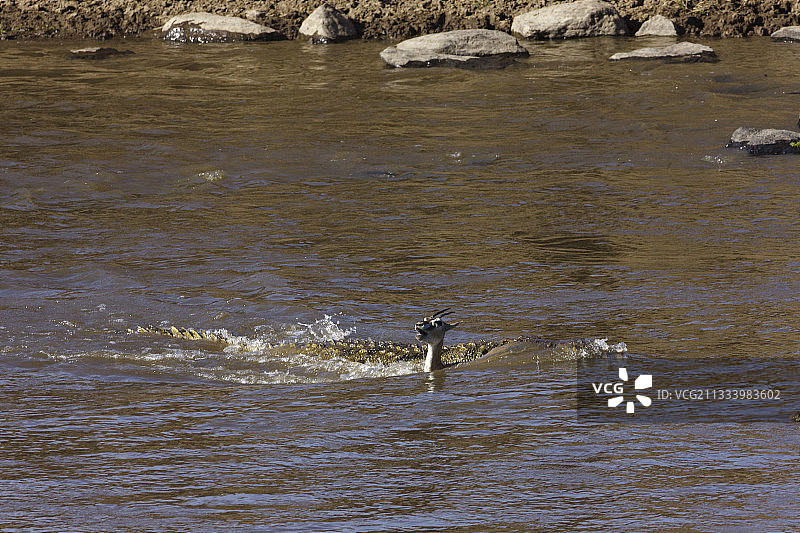 鳄鱼在肯尼亚马赛马拉的水中捕捉一只瞪羚图片素材
