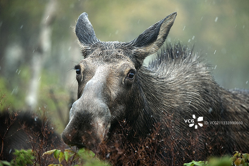 在加拿大魁北克省的森林里为发情期喂养的母驼鹿图片素材
