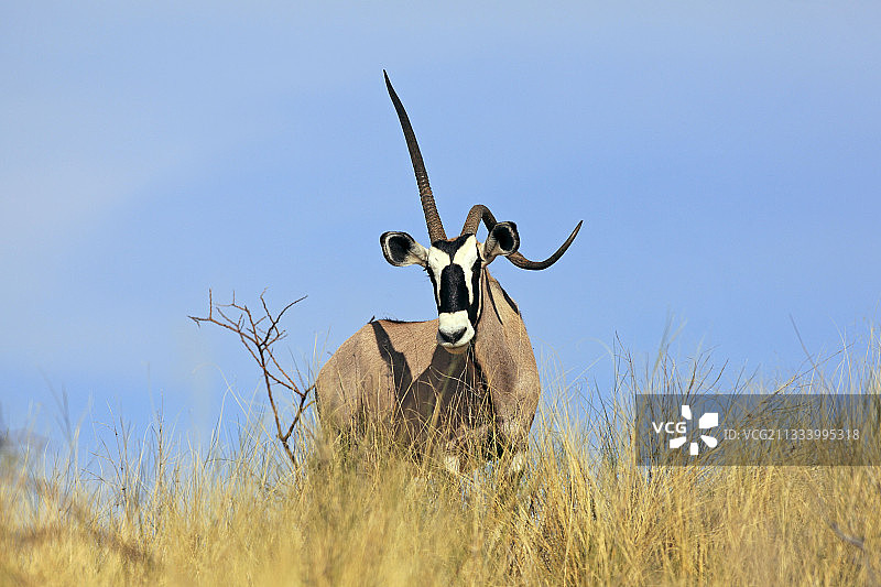 大羚羊的角带有扭曲的南非卡拉加迪图片素材