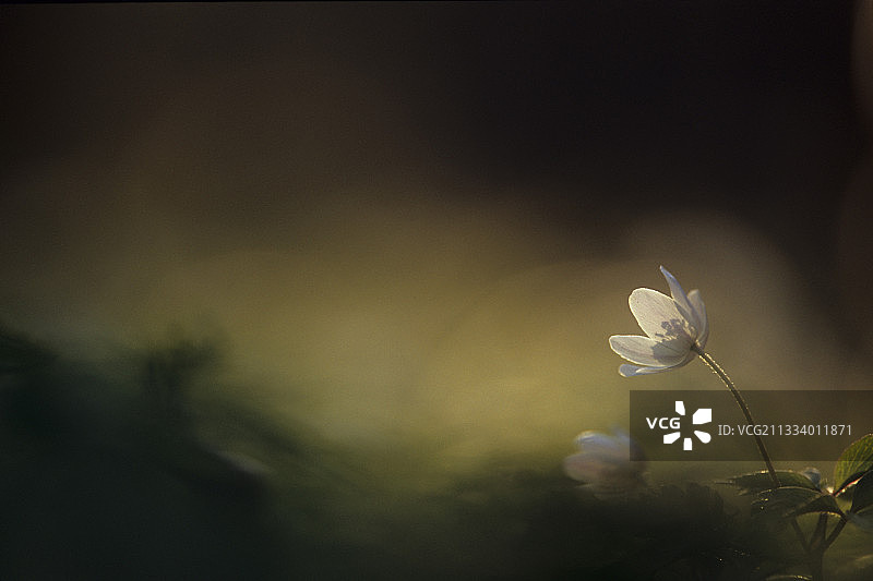 花木银莲花在傍晚轻法国图片素材