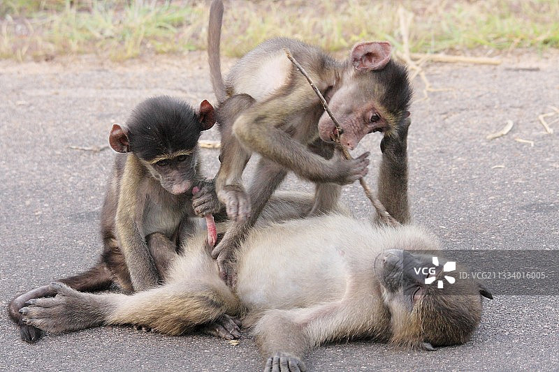 年轻的狒狒在玩雄性勃起RSA图片素材
