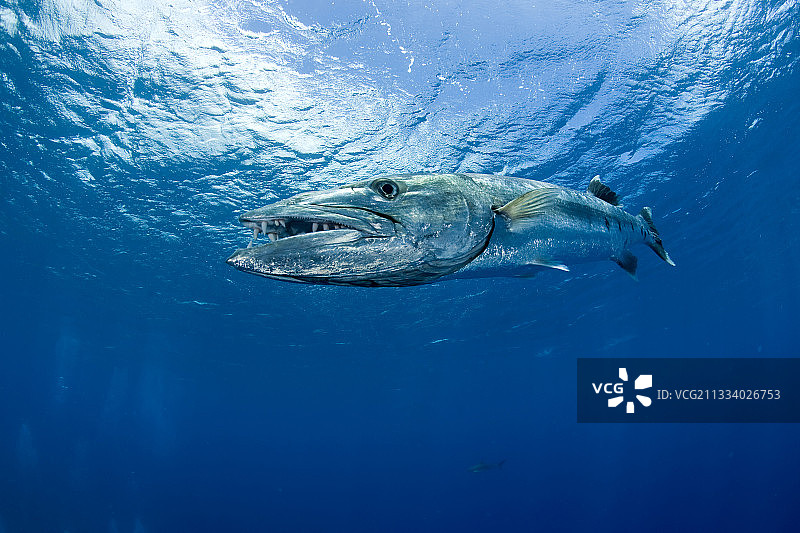 莫雷亚波利尼西亚海面下游动的大梭鱼图片素材
