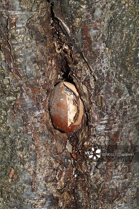 胡桃树树皮上的榛子图片素材