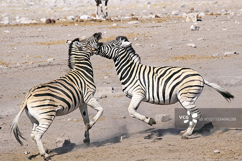 在纳米比亚与Zebras Etosha NP战斗图片素材