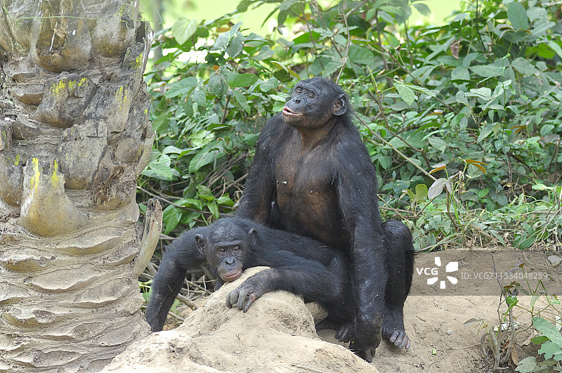 在刚果交配的纤细黑猩猩图片素材