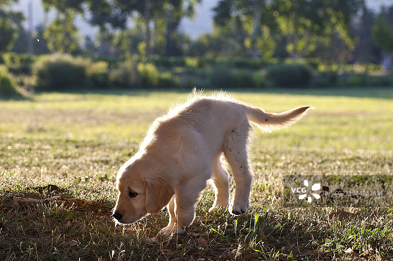 金毛猎犬幼犬嗅地面法国图片素材