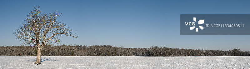 森林边的枫丹白露下着雪图片素材