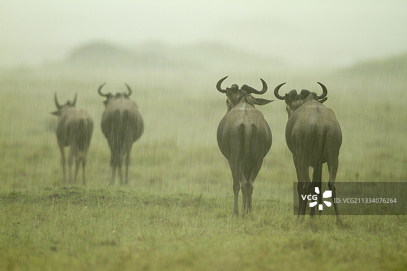 白胡子角马在雨中迁徙肯尼亚图片素材