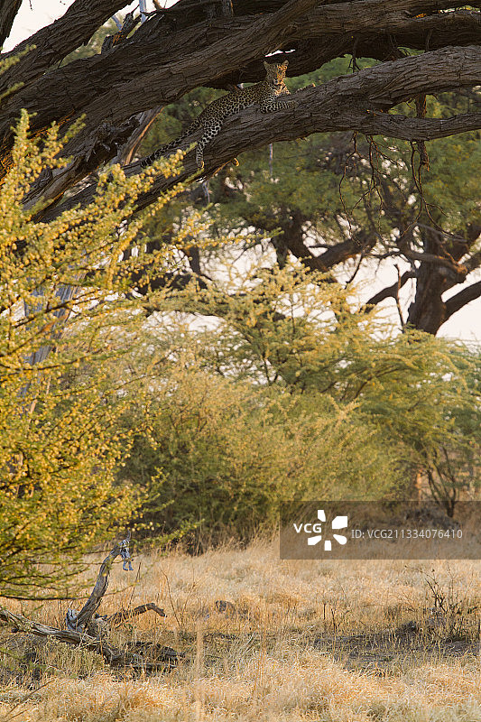 豹在树上休息，萨武提丘比博茨瓦纳图片素材