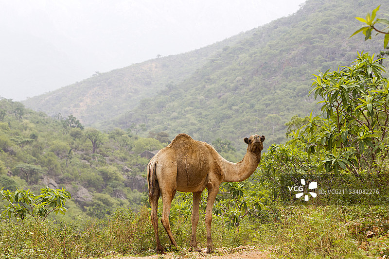 也门索科特拉岛树木繁茂的山丘前的骆驼图片素材