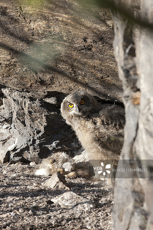 小鹰鸮在法国南部的岩石上筑巢图片素材