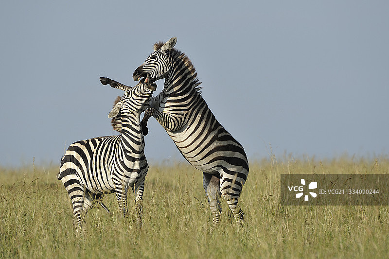 在肯尼亚马赛马拉大草原上的格兰特斑马之战图片素材