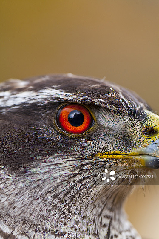 西班牙秋天北方苍鹰的肖像图片素材