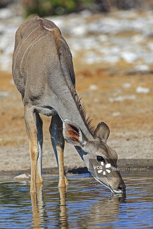 大羚羊雌羚羊在纳米比亚的一个水坑里喝水图片素材
