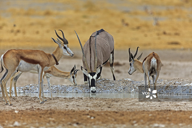 纳米比亚Etosha水坑的羚羊和跳羚图片素材