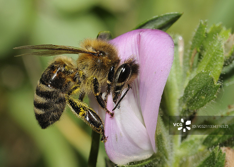 法国北部孚日，一只蜜蜂在普通的Restharrow花上图片素材