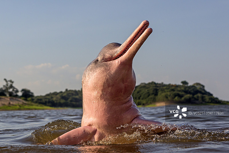 粉红河豚部分出水巴西图片素材
