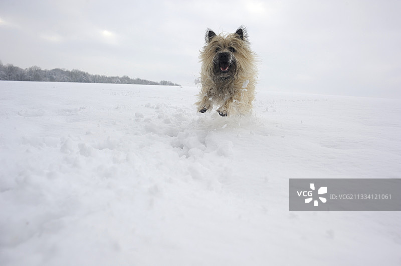 凯恩梗在法国雪地上奔跑图片素材
