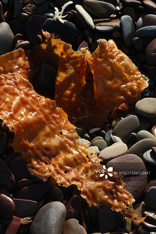 褪色的棕色海藻被冲上法国布列塔尼海岸图片素材