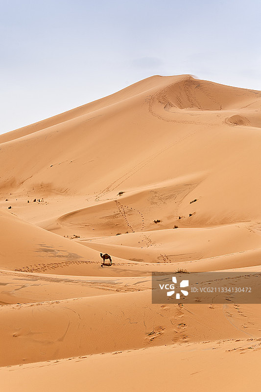 沙丘中的单峰骆驼-摩洛哥图片素材