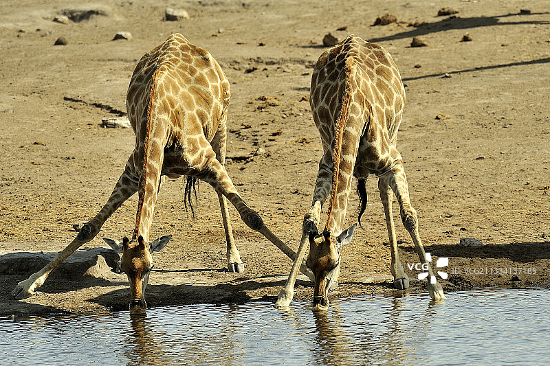 纳米比亚的伊托沙，长颈鹿在水坑边饮水图片素材