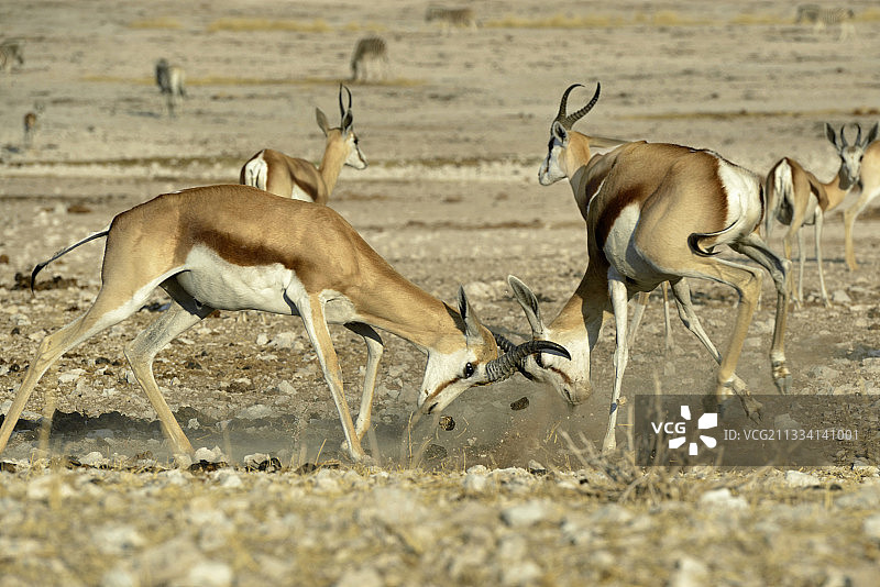 战斗中的雄性跳羚-埃托沙纳米比亚图片素材