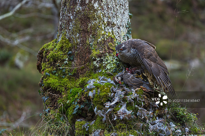 西班牙坎塔布里亚，北部苍鹰正在吃鹧鸪图片素材
