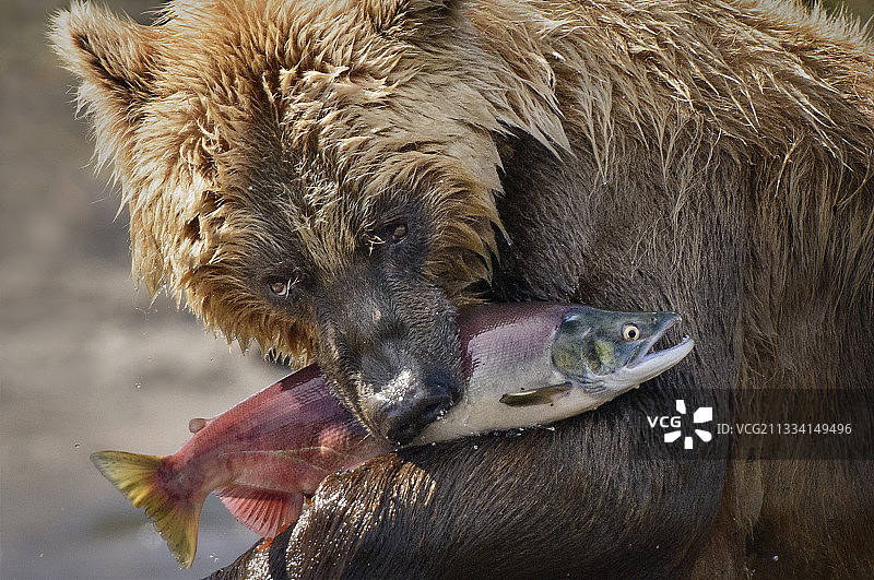 棕熊在俄罗斯堪察加半岛的千岛湖抓鲑鱼图片素材
