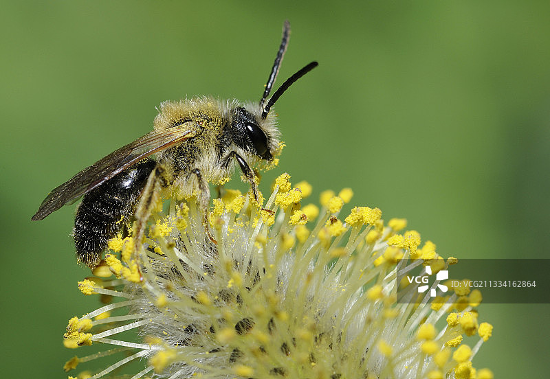法国北部孚日柳树花上孤独的蜜蜂图片素材