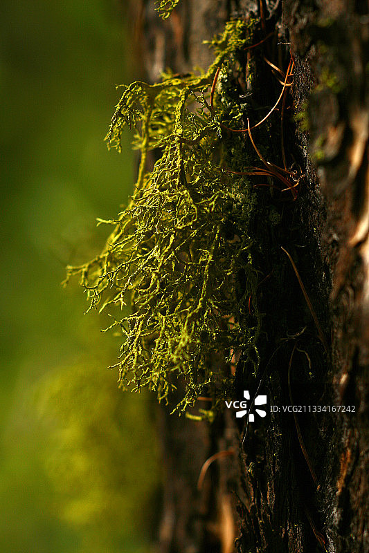 一种落叶松树皮上的落叶松地衣-法国格拉斯阿尔卑斯山图片素材