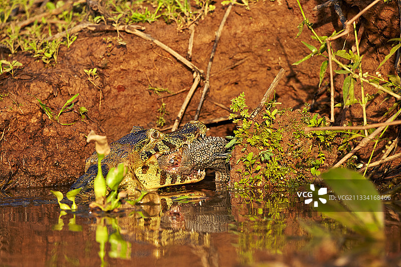 凯门鳄吃鱼-巴西潘塔纳尔图片素材