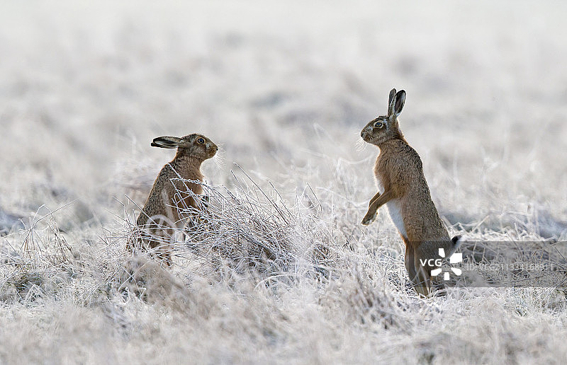 日出时，棕色野兔面对面地在冰冻的草地上图片素材