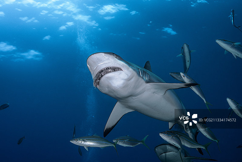 灰礁鲨觅食-法属波利尼西亚塔希提岛图片素材