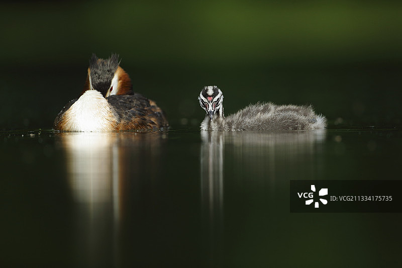 大冠毛鸊鹚和幼雏在水上-法国阿尔萨斯图片素材