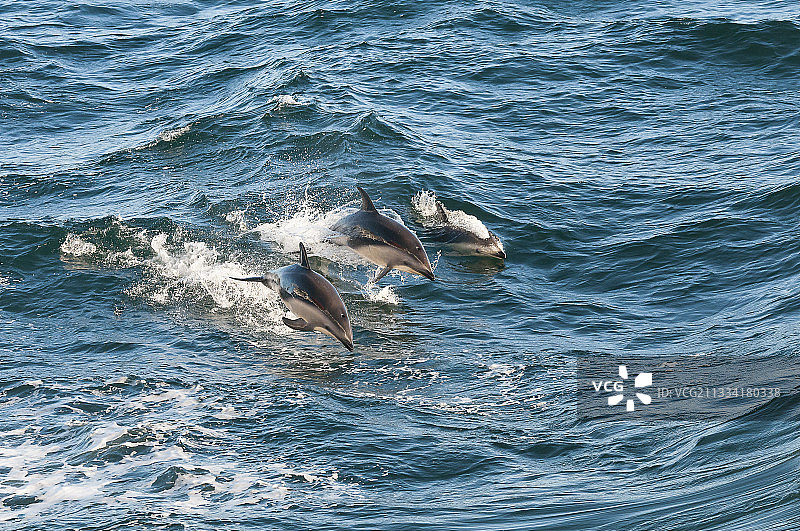 灰海豚冲浪-阿根廷比格尔海峡图片素材