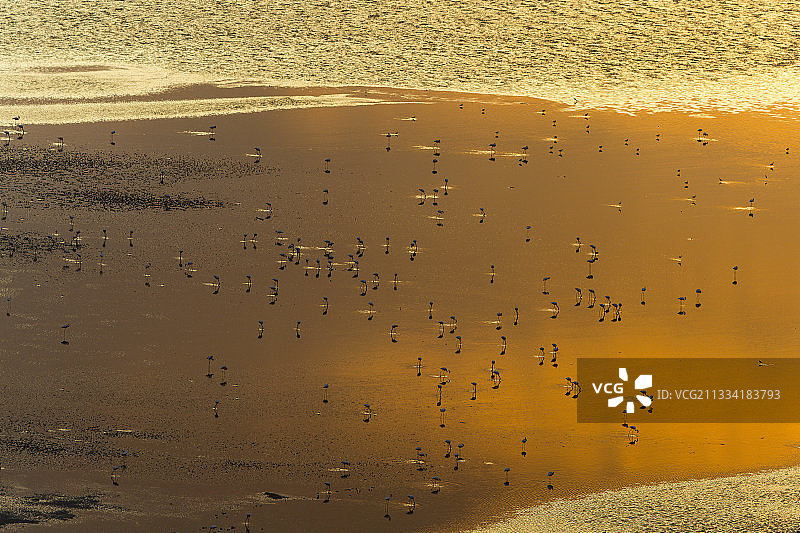肯尼亚马加迪湖的小火烈鸟图片素材