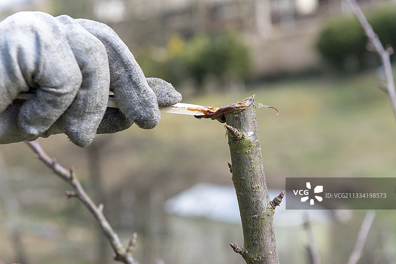 冬天，法国摩泽尔，一棵樱桃树大小的伤口愈合图片素材