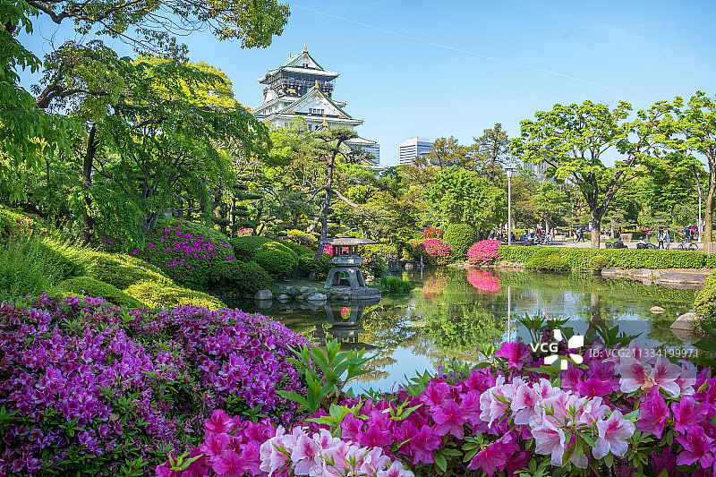 日本大阪城堡花园下盛开的杜鹃花图片素材