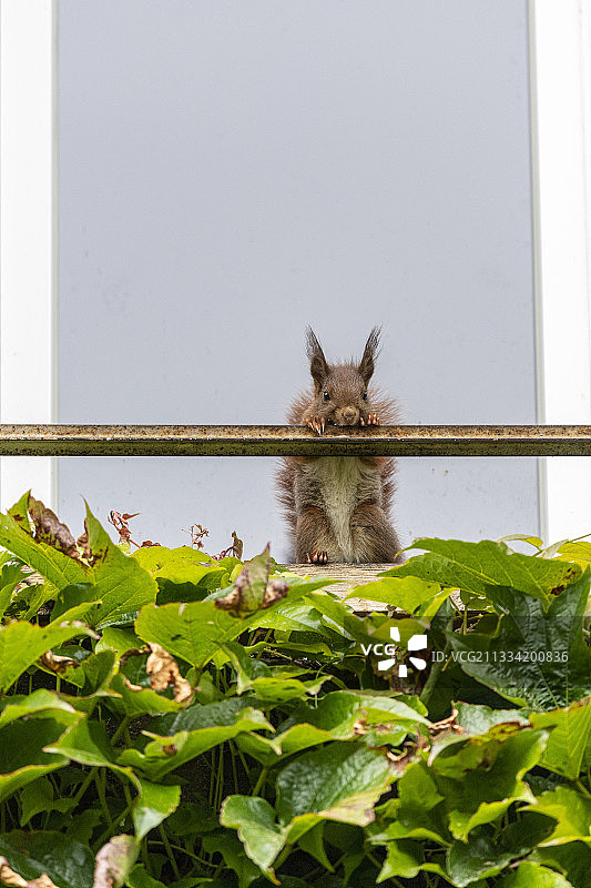 法国摩泽尔市春，靠在窗户栏杆上的红松鼠图片素材