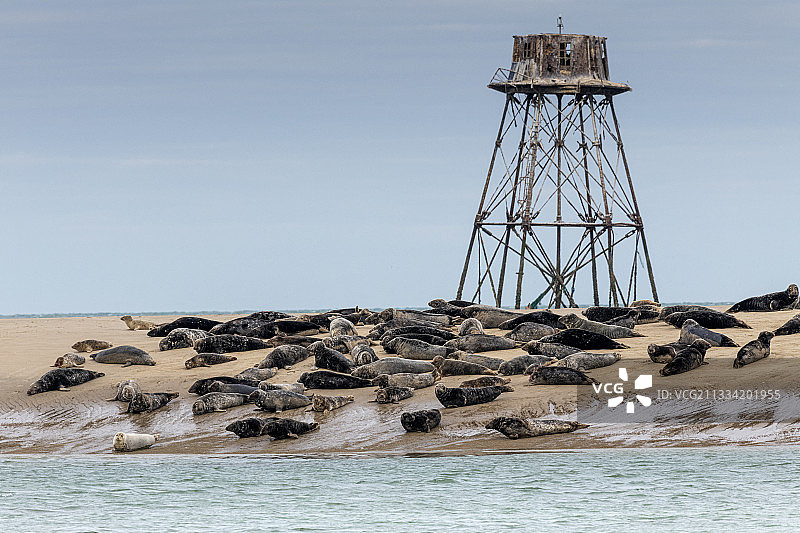 瓦尔德灯塔和它的灰海豹群(灰海豹)，Hemmes de Mark, côte d'Opale, Pas de Calais，法国。它标志着北海和英吉利海峡的分界线。图片素材