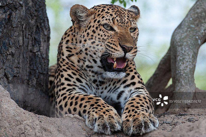 摄于南非克鲁格国家公园森林中的豹图片素材