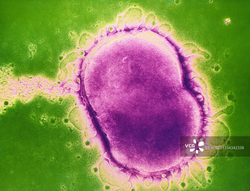 脑膜炎奈瑟菌细菌图片素材