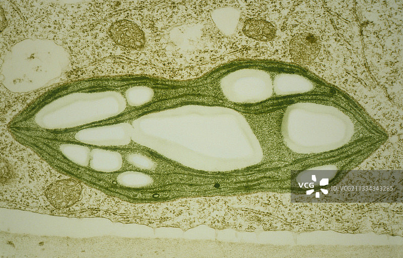 苔藓原丝体中的叶绿体图片素材