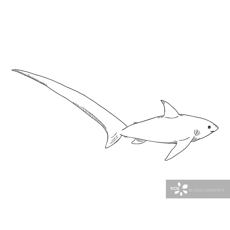 狐鲨，普通长尾鲨图片素材