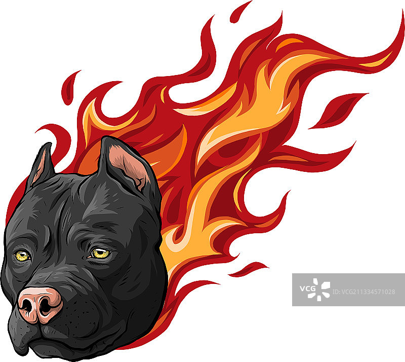 头犬，斗牛犬和火焰图片素材